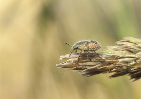 Flea treatment Melbourne pet bedding and carpet treatment