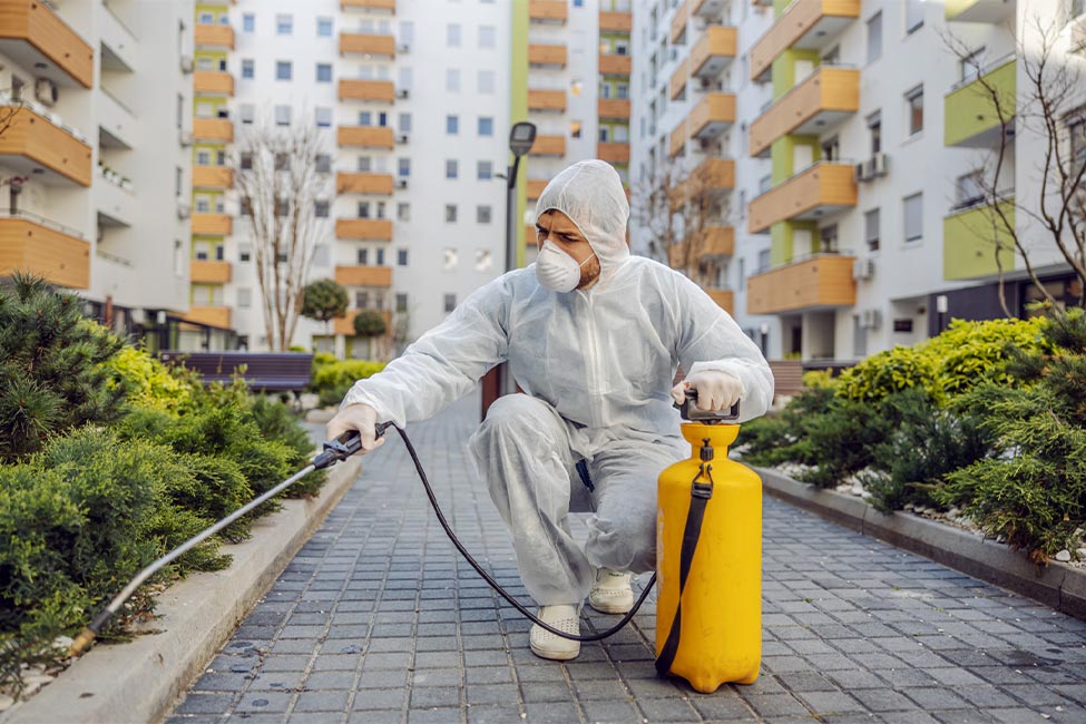 Flea pest control Melbourne carpet spray treatment