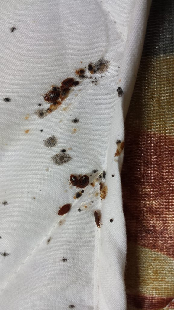 Bed bug pest control Melbourne technician treating mattress
