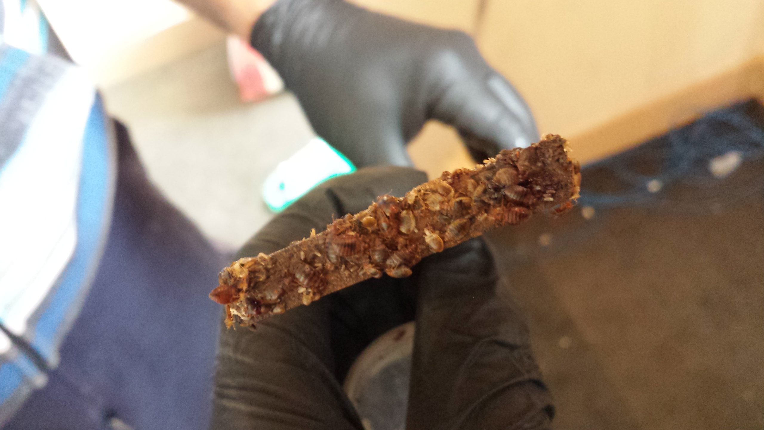 Bed bug pest control Melbourne First Defence technician