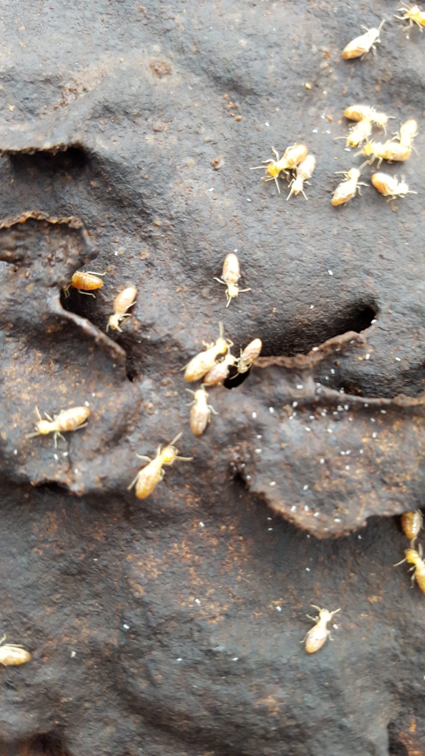 Termite inspection Melbourne technician checking property
