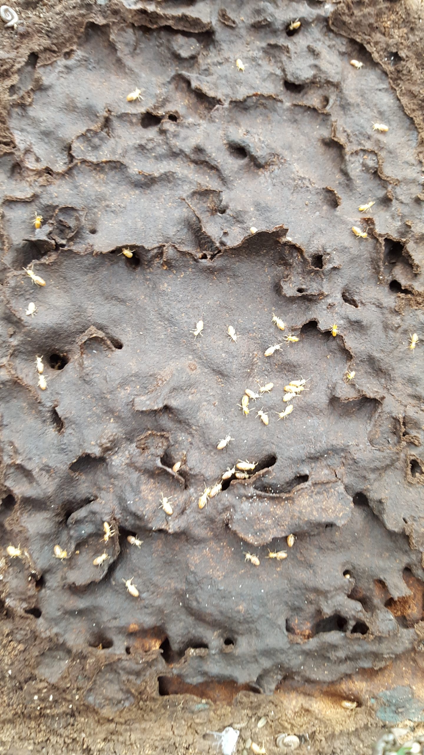 ermites damaging timber inside a Melbourne home during an inspection