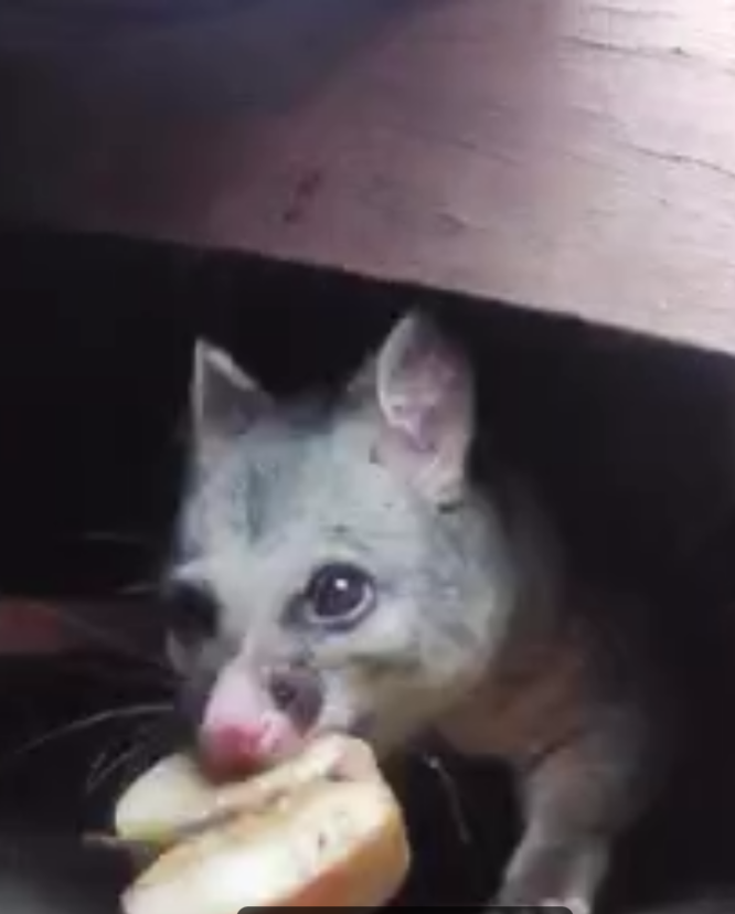 Possum Removal Melbourne