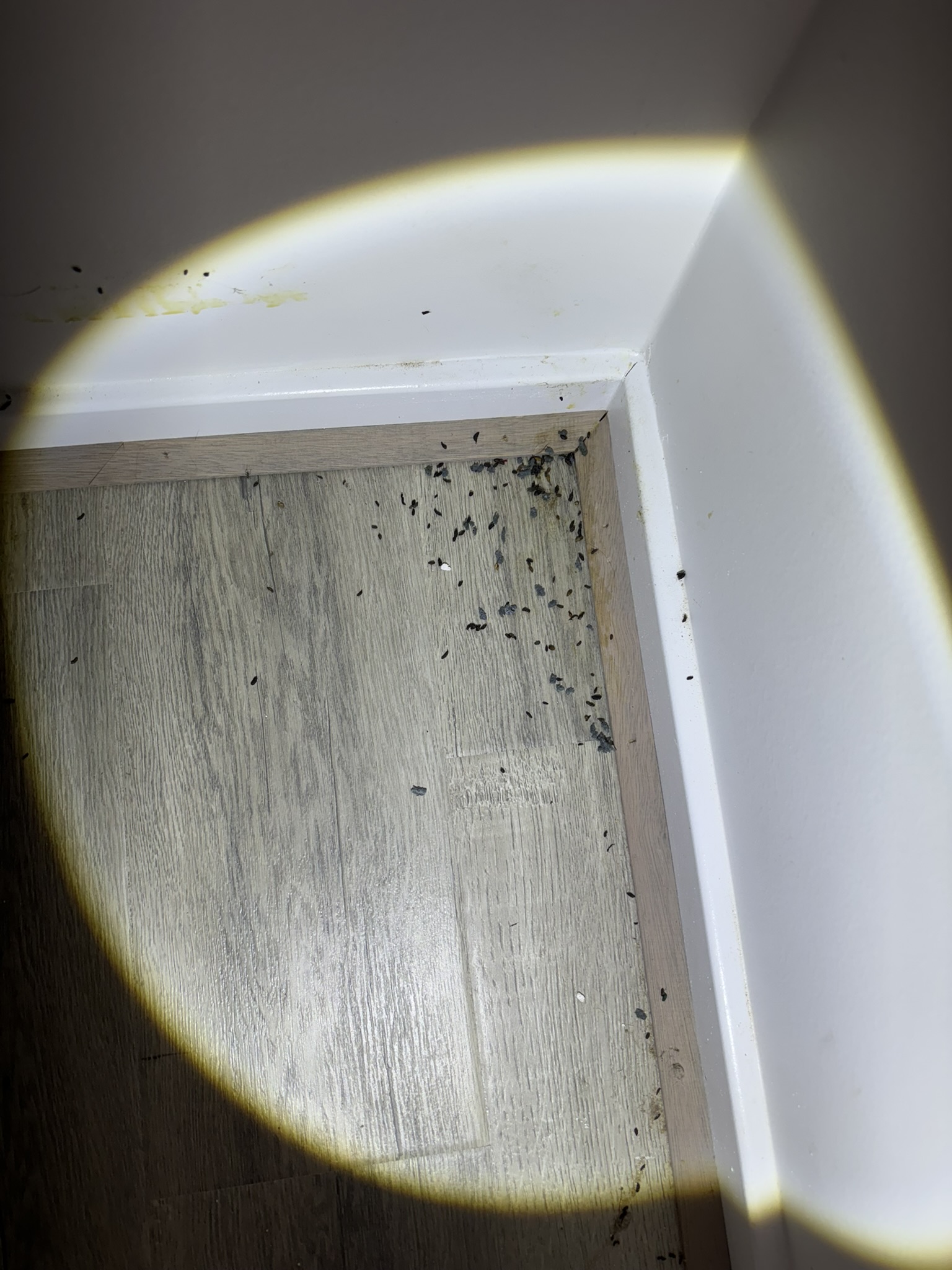 Severe rat infestation Melbourne pest control treatment