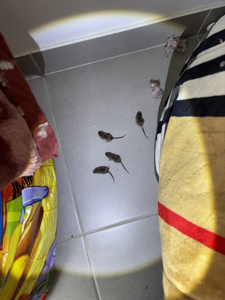 Mouse pest control melbourne
