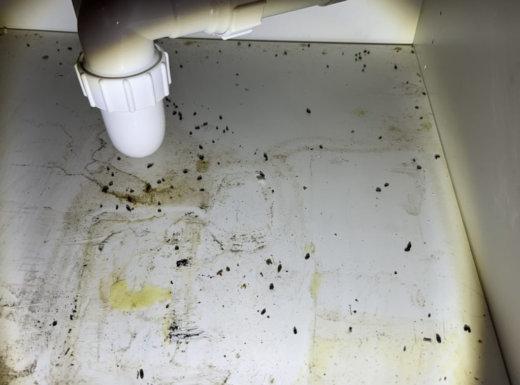 Mice pest control technician inspecting home for rodent activity