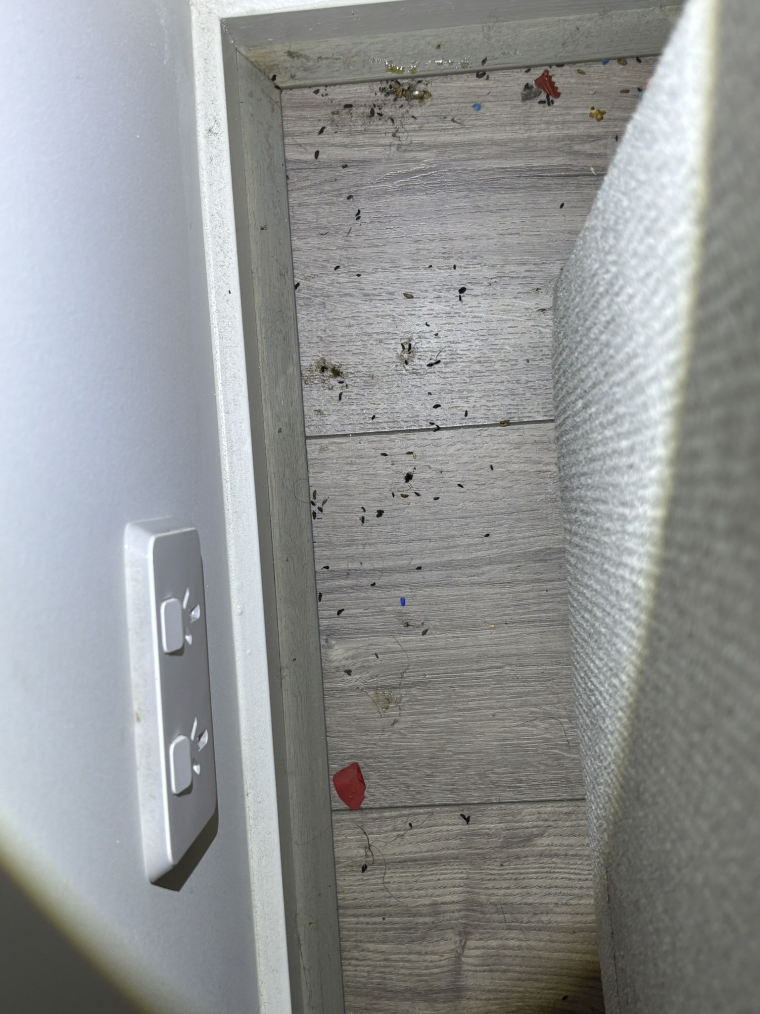 Mouse droppings found in kitchen indicating rodent infestation berwick home