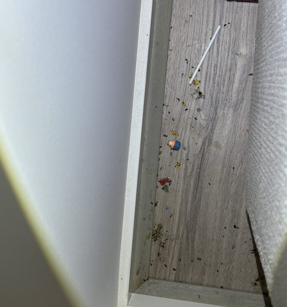 Close-up of mouse in home highlighting need for professional rodent control