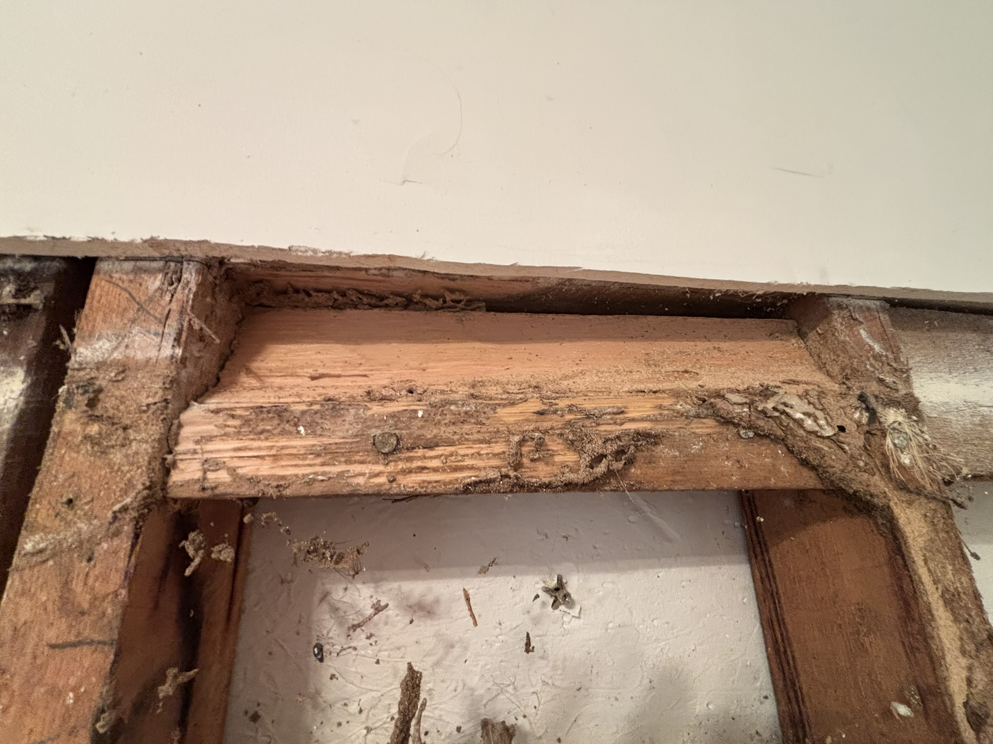 Timber pest inspection Melbourne checking wooden structures