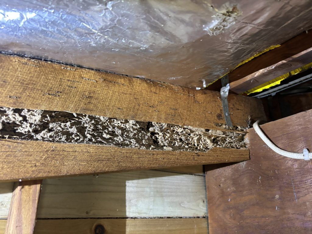 Termites Clyde North