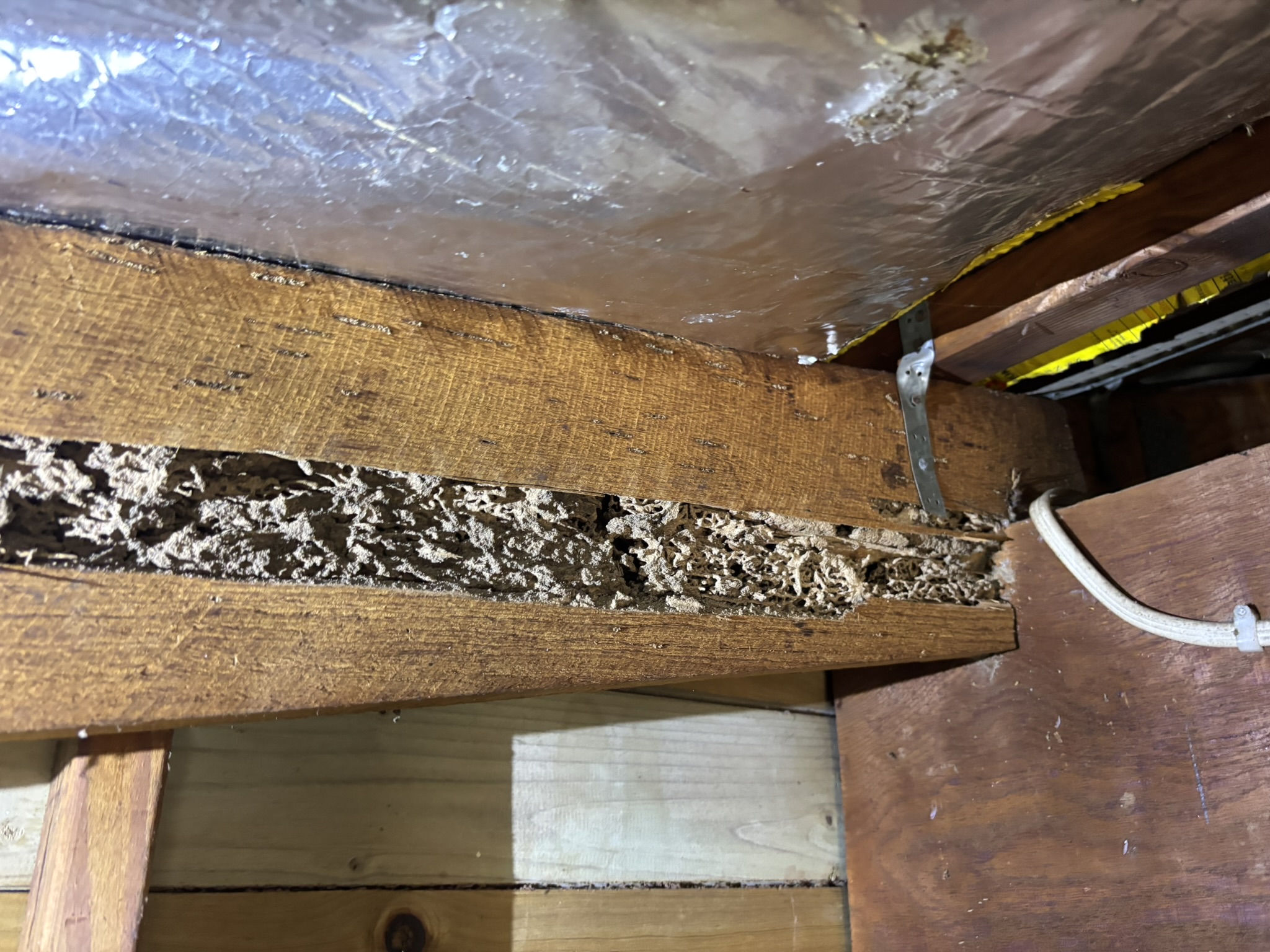 Termites Clyde North