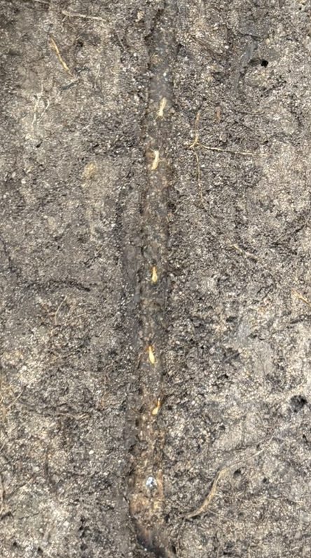 Termite Treatment Clyde