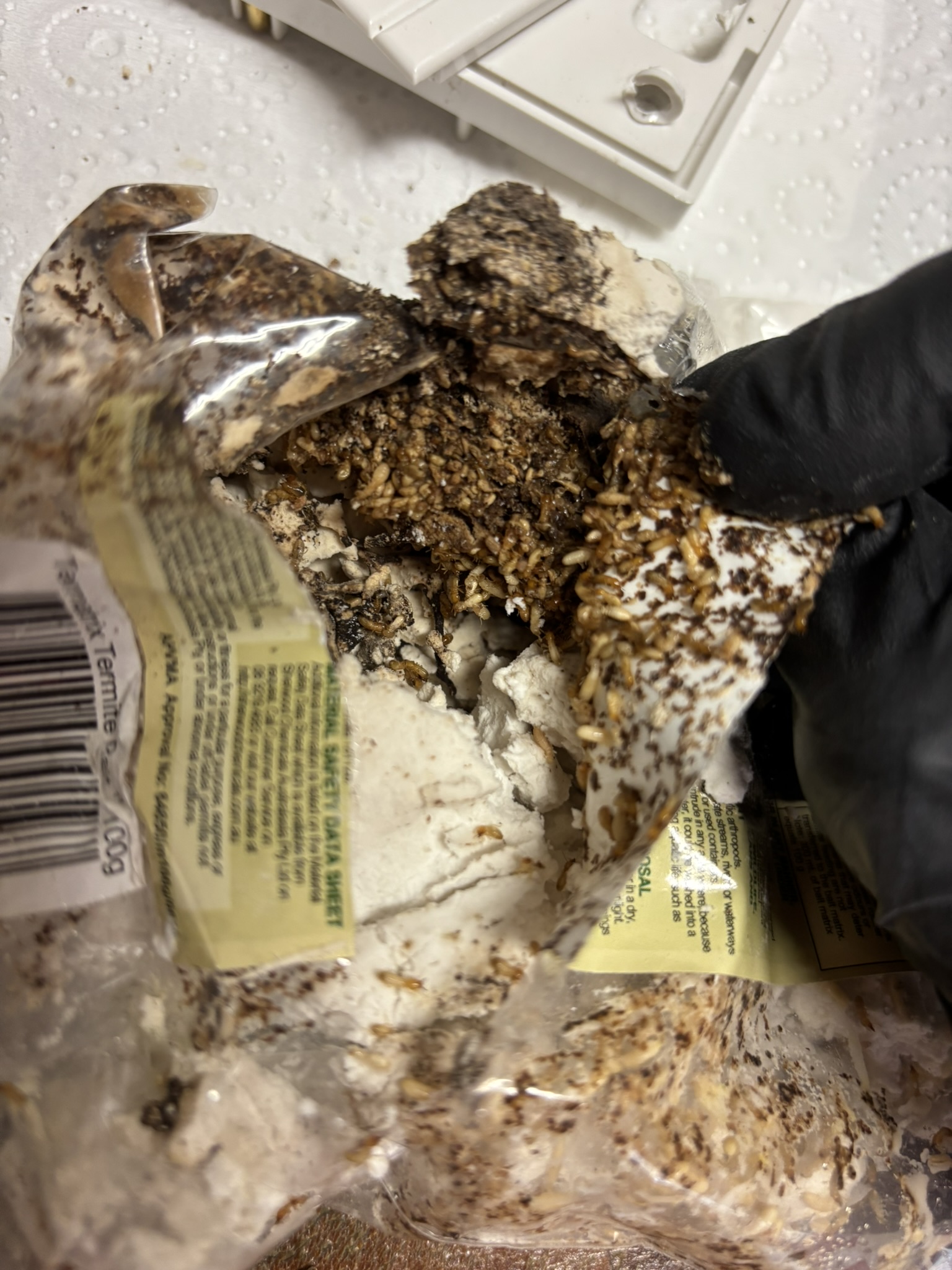 Active termite infestation Melbourne treatment service