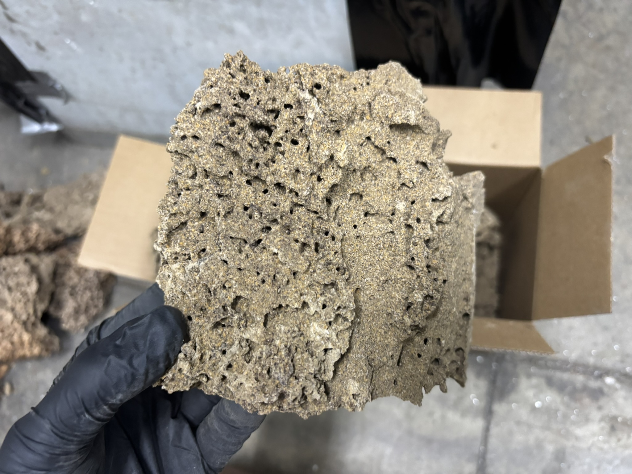 Preventative termite treatment Melbourne home protection