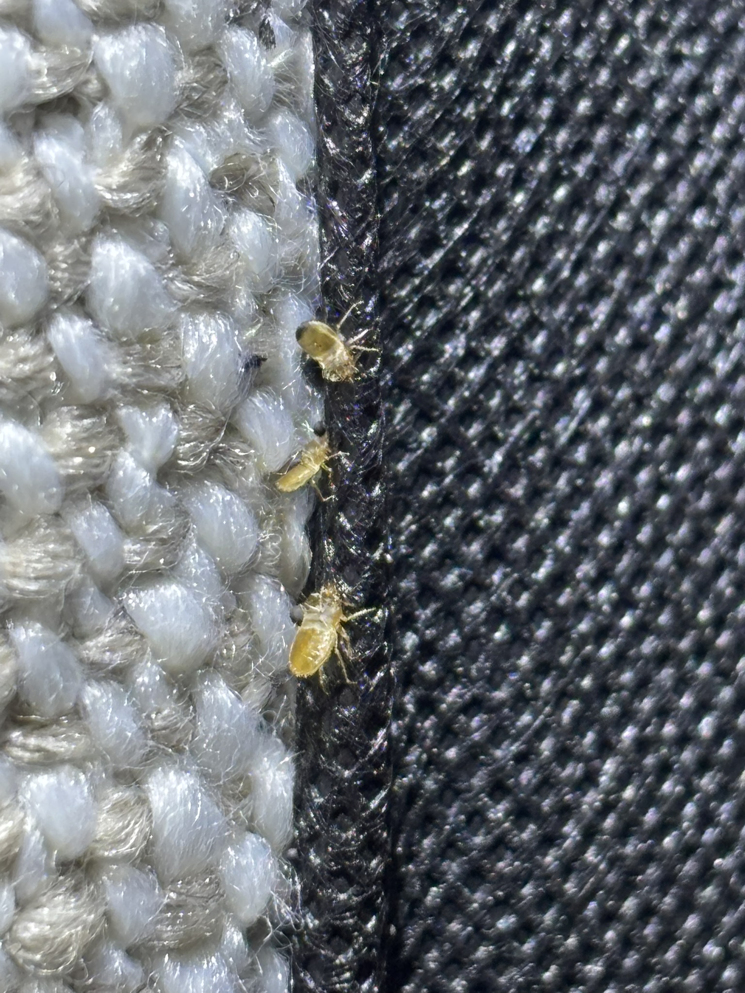 Bed bug infestation Melbourne mattress close up