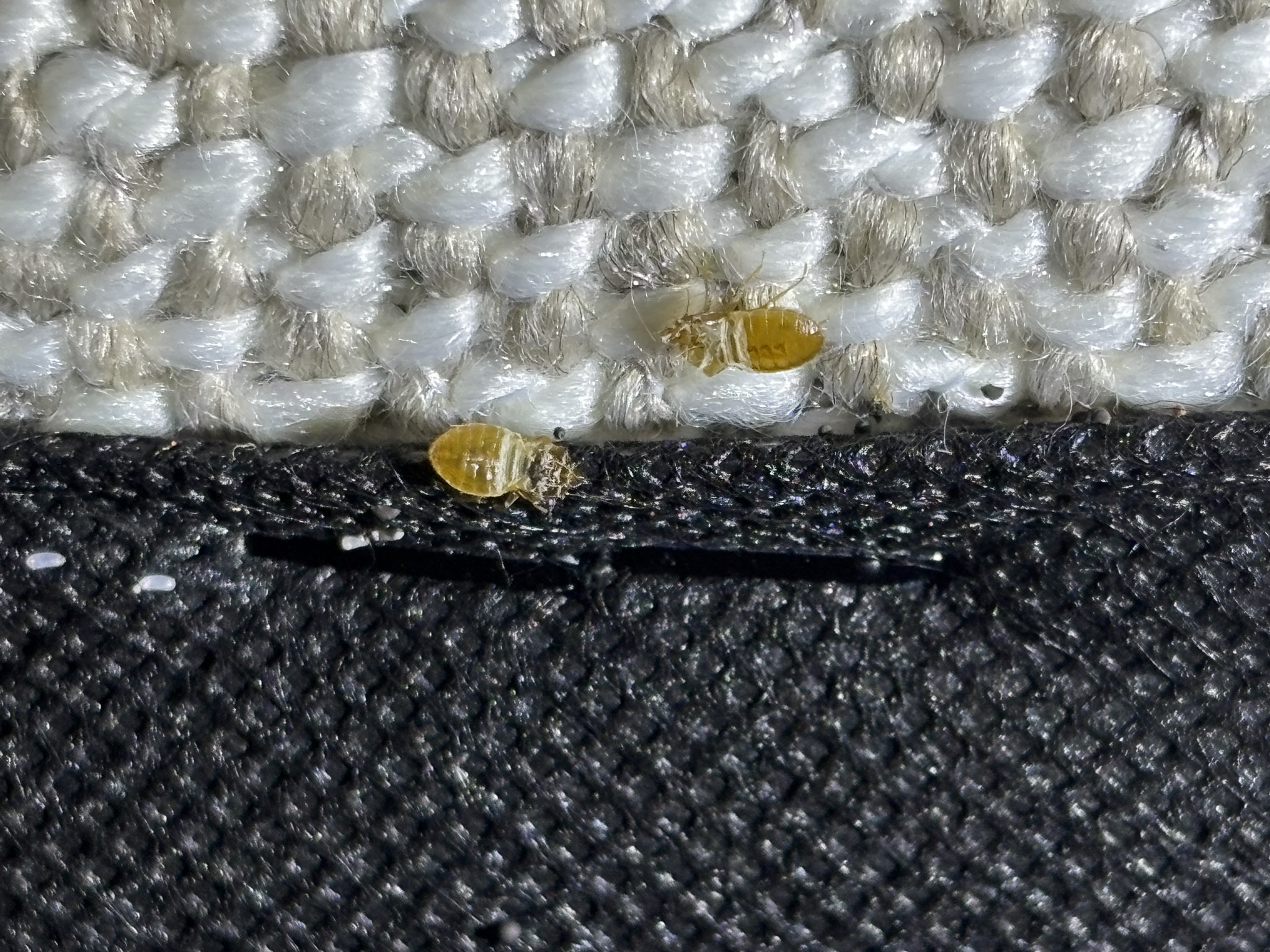 Bed bug inspection Melbourne mattress and bedding check