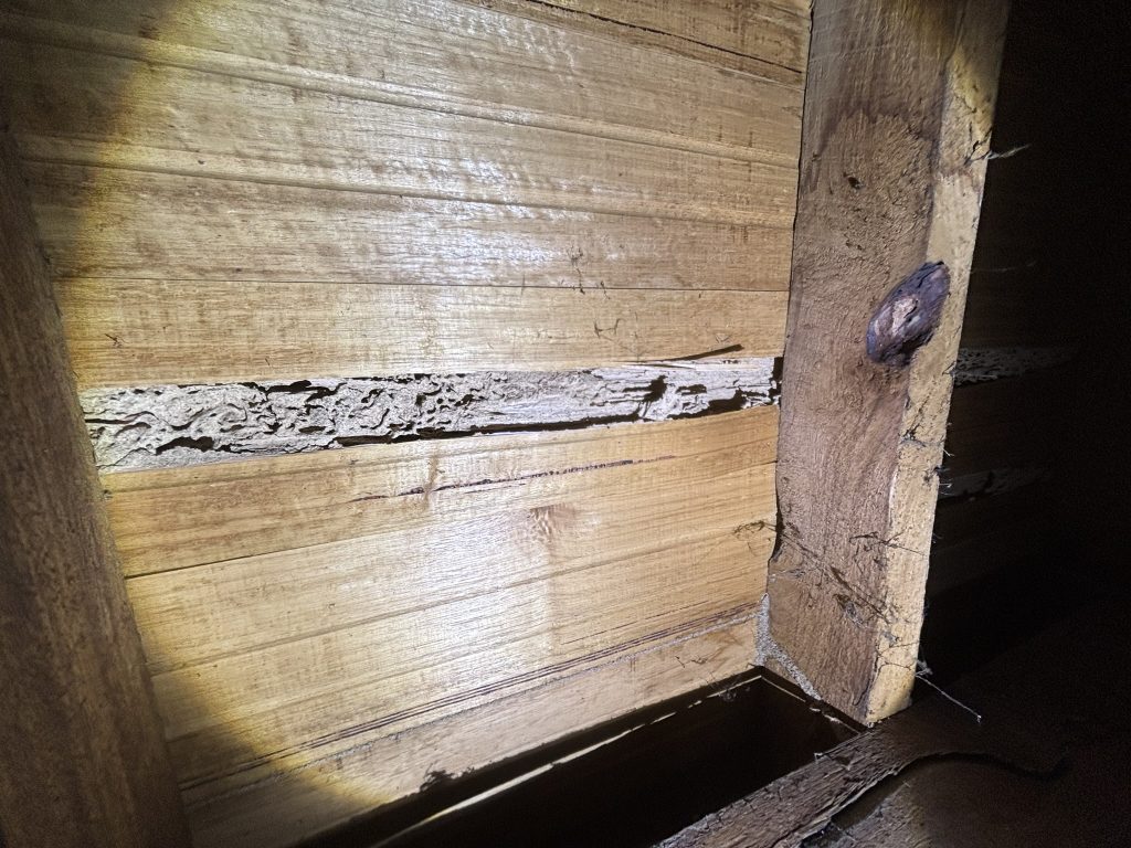Termite infestation