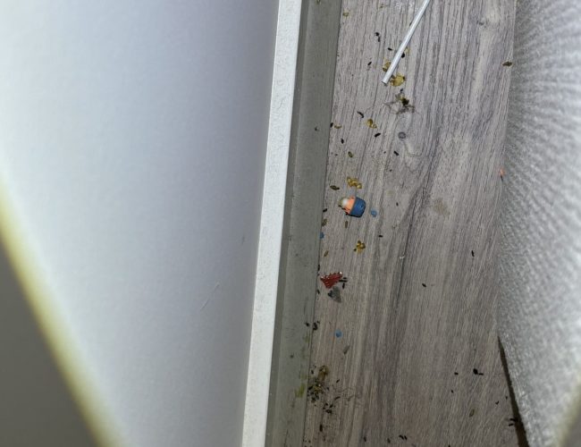 Close-up of mouse in home highlighting need for professional rodent control